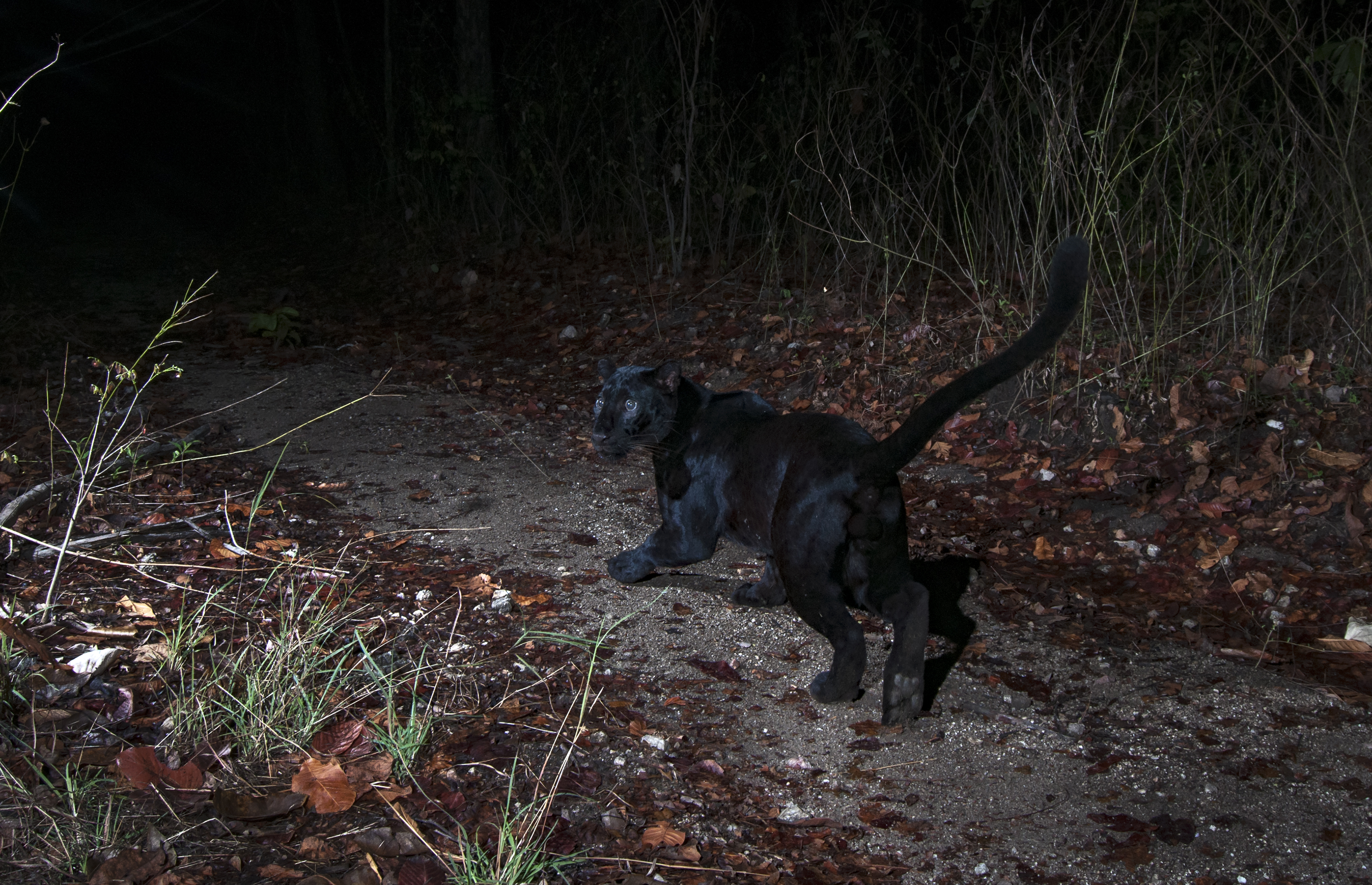 A black leopard in Thailand